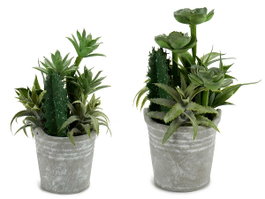 IBERGARDEN Lot de 12 pots ronds pour cactus, Verde-Plata