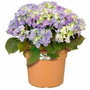 Elho Pot de fleurs Green Basics cilinder - Ø 43,8 cm - Terre cuite doux