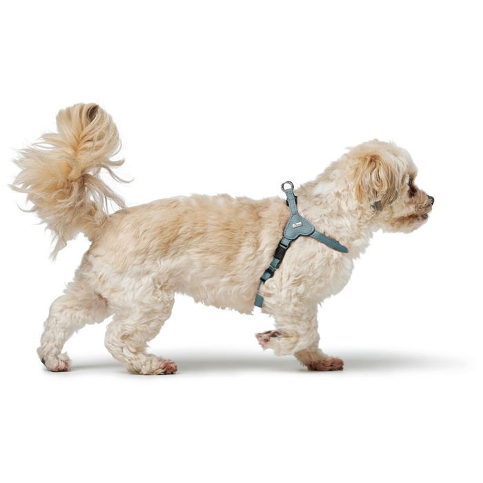 Harnais pour Chien Hunter SOHO MINI Bleu XXS/XS