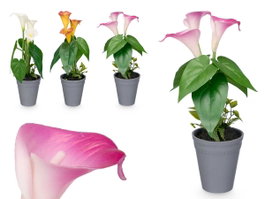 IBERGARDEN Lot de 12 Glaïeuls Assortis en Pots Coniques (Jaune, Violet, Rouge)