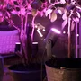 Philips Hue Lily - Kit d'extension projecteur de jardin - Spot lumière blanche et couleur 16 millions - Noir - Basse tension - IP67