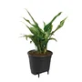 Elho Pot de fleurs auto-arrosant Self-watering Insert 21 Living, 4 litres, diametre 20.7 x hauteur 19.5 cm, Noir pour plantes d'interieur