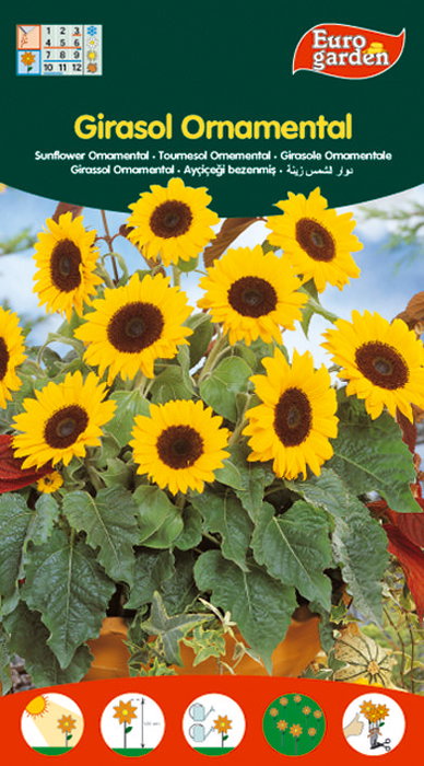 Semillas Fito Flores Girasol Ornamental=04333 (Boîte de 10) Semillas Fito Flores Girasol Ornamental=04333 (Boîte de 10)