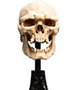 Le Seigneur des Anneaux statuette Skull of a Mordor Orc 14 cm