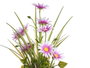 IBERGARDEN Lot de 12 Marguerites en Pots Métalliques Assortis