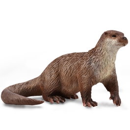 COLLECTA Nutria común