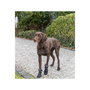 Marcheur de protection des pattes Trixie 19410