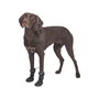 Marcheur de protection des pattes Trixie 19410