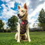 Cerdá Harnais pour chien T2XS XS/S, harnais Marvel, couleur rouge, taille XS/S