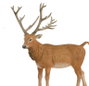 COLLECTA Milú