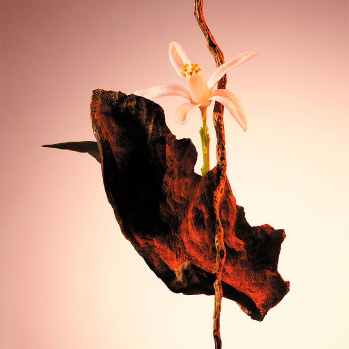 Hugo Boss-Boss The Scent Le Parfum Eau de Parfum pour Elle 50 ml notes florales et boisées Hugo Boss-Boss The Scent Le Parfum Eau de Parfum pour Elle 50 ml notes florales et boisées