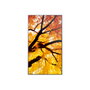 Moniteur Videowall Sharp 60006053 4K Ultra HD 42,5"
