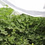 Biotop Toile de protection pour cultures - Rouleau 2 x 20 m, 17g/m²