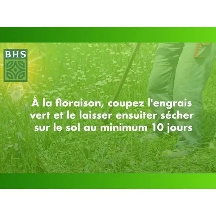 BHS Graines de Trèfle Blanc - 500 m², Favorise la Biodiversité, Enrichit le Sol, Résistant au Piétinement et aux Divers Types de Sol