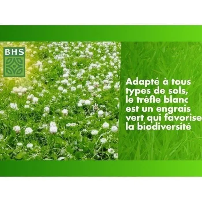 BHS Graines de Trèfle Blanc - 500 m², Favorise la Biodiversité, Enrichit le Sol, Résistant au Piétinement et aux Divers Types de Sol