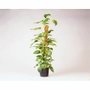 Nature Tuteur en fibres de coco H120 cm