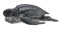 COLLECTA Tortue Laud - Échelle M