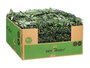 Ibergarden Jardin Vertical Feuille Fougère 50x50 cm Plastique Vert et Blanc (Set de 10)