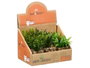Ibergarden Maceta en verre 7x11x7cm avec plantes assorties - Matériaux verre, plastique et pierre (Set de 24)