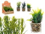 Ibergarden Maceta en verre 7x11x7cm avec plantes assorties - Matériaux verre, plastique et pierre (Set de 24)