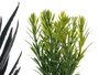 Ibergarden Maceta en verre 7x11x7cm avec plantes assorties - Matériaux verre, plastique et pierre (Set de 24)