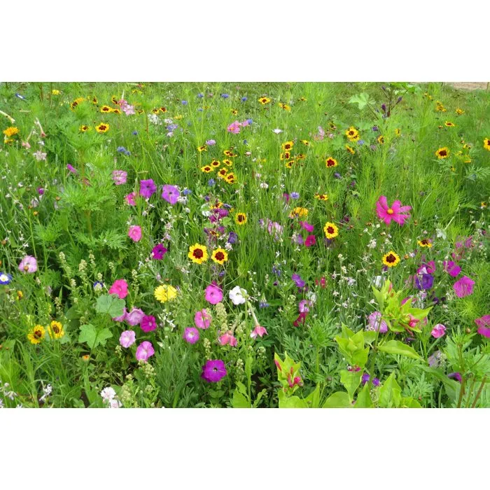 BHS - Mélange de fleurs pour papillons - 230 g - 39 variétés vivaces et annuelles (Belle de jour, Julienne, Nielle, Campanule, Souci, Pétunia, Népéta, Lavande)