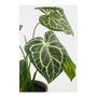 Mica Decorations Pot en céramique avec Caladium Oreja de Elefante Vert, Ø21 x 28 cm
