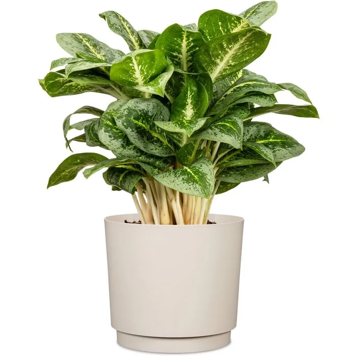 Deroma Pot de fleurs rond 236 - 13 L - Beige Deroma Pot de fleurs rond 236 - 13 L - Beige