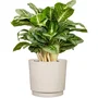 Deroma Pot de fleurs rond 236 - 13 L - Beige
