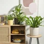 Deroma Pot de fleurs rond 236 - 13 L - Beige