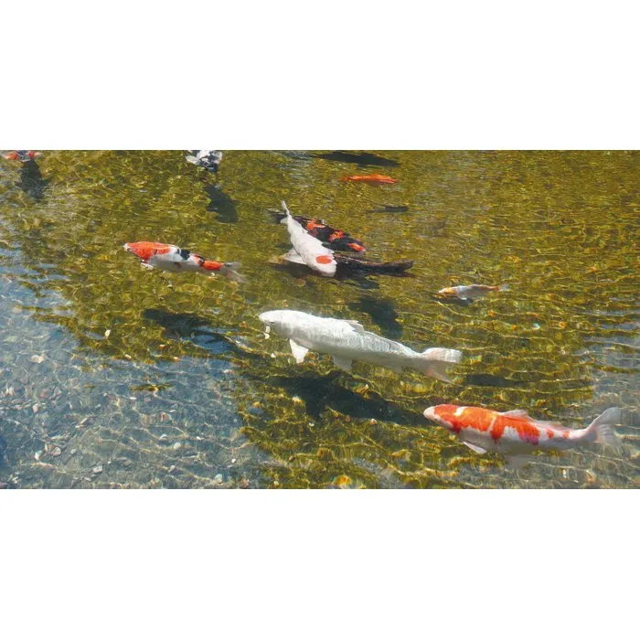 Ubbink AlgClear 20000 - Stérilisateur UV-C 18W pour bassin à poissons jusqu'à 10 m³ - Anti-algues vertes et bactéries - Raccords 1½ pouces Ubbink AlgClear 20000 - Stérilisateur UV-C 18W pour bassin à poissons jusqu'à 10 m³ - Anti-algues vertes et bactéries - Raccords 1½ pouces