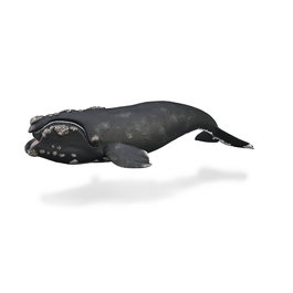 Collecta - Figurine Baleine Droite - Réplique XL 88740 - Matériaux Haute Qualité, Peinture Main, Éducative - Documentation Multilingue (Anglais, Français, Allemand, Espagnol)
