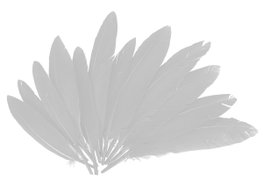 Innspiro Plumes indio blanc 60 unités