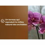 Or Brun Terreau orchidées 6 L