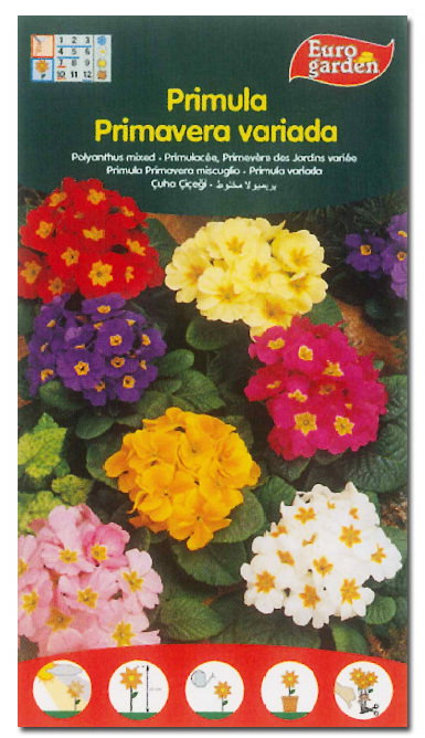 Semillas Fito Flores Primula-Primavera Variada Boîte de 10 Semillas Fito Flores Primula-Primavera Variada Boîte de 10