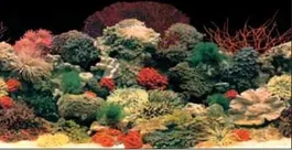 Ferplast Fond d'aquarium double face Blu 120x50cm