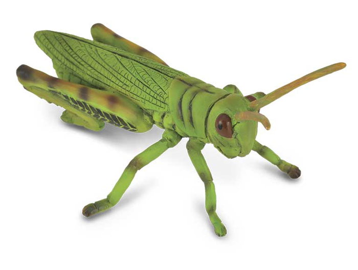 Collecta Figurine Animalière Saltamontes (Sauterelle) - Modèle 88352 - Échelle M - Peinte à la Main - Détails Réalistes - À partir de 3 Ans Collecta Figurine Animalière Saltamontes (Sauterelle) - Modèle 88352 - Échelle M - Peinte à la Main - Détails Réalistes - À partir de 3 Ans
