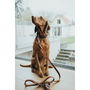 Laisse pour Chien Hunter Marron 200 cm