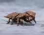Godzilla figurine S.H. Monster Arts Megaguirus Evolution Set 21 cm