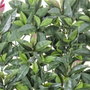 BigBuy Garden Clôture Laurel 50 x 50 x 2 cm