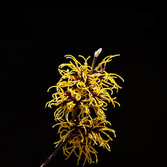 Sebastian Gel Texturisant Liquide 150 ml