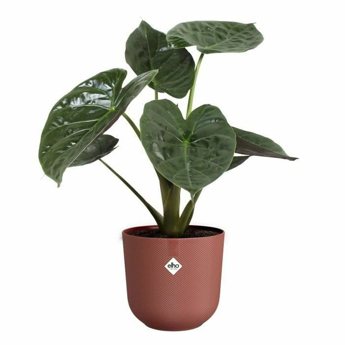 Elho Pot de fleurs Jazz Rond - Rouge - Ø 29,5 x H 27 cm