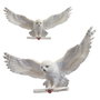 The Noble Collection Sculpture Murale Hedwig Harry Potter 46 cm