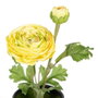 BigBuy Home Plante décorative Fleur Noir, Vert, Orange