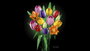 LEGO Botanicals Ramo de Tulipes 11501, Set de Construction pour Adultes de 576 pièces