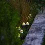 Lumisky Champy - Lot de 10 Mini-Champignons Solaires Lumineux à Piquer, Balisage d'Allée, LED Blanc Chaud, Cordon 3.8 m