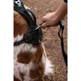 Cani C Gear SYMBIOZ - Harnais pour chien ajustable, Noir Bleu, Taille XXS - Pour activités quotidiennes et sportives