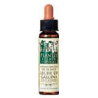 Plantis Haya N° 3 Beech Elixir Floral Eco 10 ml Plantis Haya N° 3 Beech Elixir Floral Eco 10 ml