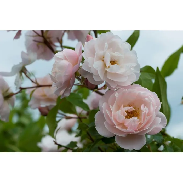Fertiligene Engrais rosiers arbustes 750 ml