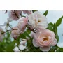 Fertiligene Engrais rosiers arbustes 750 ml